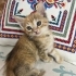 MİNİ MİNİ DİŞİ VE ERKEK SARMAN PONÇİKLER fotoğraf