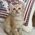 MİNİ MİNİ DİŞİ VE ERKEK SARMAN PONÇİKLER fotoğraf