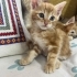 MİNİ MİNİ DİŞİ VE ERKEK SARMAN PONÇİKLER fotoğraf