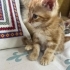 MİNİ MİNİ DİŞİ VE ERKEK SARMAN PONÇİKLER fotoğraf