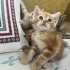 MİNİ MİNİ DİŞİ VE ERKEK SARMAN PONÇİKLER fotoğraf