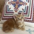 MİNİ MİNİ DİŞİ VE ERKEK SARMAN PONÇİKLER fotoğraf
