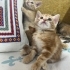 MİNİ MİNİ DİŞİ VE ERKEK SARMAN PONÇİKLER fotoğraf