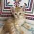 MİNİ MİNİ DİŞİ VE ERKEK SARMAN PONÇİKLER fotoğraf