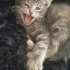 MİNİ MİNİ RUSSİAN BLUE MELEZİ fotoğraf