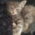 MİNİ MİNİ RUSSİAN BLUE MELEZİ fotoğraf