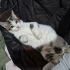6 aylık erkek tekir topiğe yuva fotoğraf