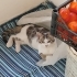 6 aylık erkek tekir topiğe yuva fotoğraf
