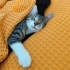 Tek Gözlü Kediye Acil Yuvası Aranıyor fotoğraf