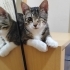 Tek Gözlü Kediye Acil Yuvası Aranıyor fotoğraf
