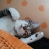 Tek Gözlü Kediye Acil Yuvası Aranıyor fotoğraf