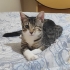 Tek Gözlü Kediye Acil Yuvası Aranıyor fotoğraf