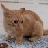 MİNNOŞ PLATİN'İN HİKAYESİ fotoğraf