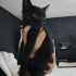 Siyah parlak tüylü yemyeşil gözlü harika bebek🧿🐱 fotoğraf