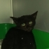 Siyah parlak tüylü yemyeşil gözlü harika bebek🧿🐱 fotoğraf