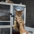 Kahverengi kaplan desenli tekir muhteşem bir bebek🐱🧿 fotoğraf