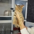 Kahverengi kaplan desenli tekir muhteşem bir bebek🐱🧿 fotoğraf