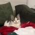 4 aylık erkek kedi fotoğraf