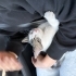 4 aylık erkek kedi fotoğraf