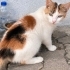 Uysal ve sevecen fotoğraf