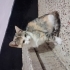 ESKİŞEHİR ACİL 3 AYLIK 4 TANE CALİCO YAVRU fotoğraf