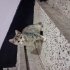 ESKİŞEHİR ACİL 3 AYLIK 4 TANE CALİCO YAVRU fotoğraf