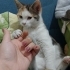 Safiye yuvasını arıyor fotoğraf