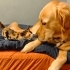 2 Aylık Calico 3 renk Kedi fotoğraf