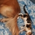 2 Aylık Calico 3 renk Kedi fotoğraf