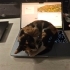 2 Aylık Calico 3 renk Kedi fotoğraf