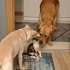 2 Aylık Calico 3 renk Kedi fotoğraf