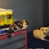 2 Aylık Calico 3 renk Kedi fotoğraf