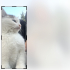 çoook uysal çok masum fotoğraf