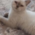Sakin evcil bir cocuk fotoğraf