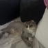 MİRA ACİL YUVA ARIYORRR fotoğraf