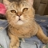Oyuncu Tatlı British Shorthair fotoğraf