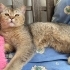 Oyuncu Tatlı British Shorthair fotoğraf