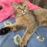 Oyuncu Tatlı British Shorthair fotoğraf