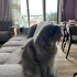 Sahibi Ölen Geçici Yuvadaki Kedilere Öncelik Verelim fotoğraf