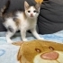 Güzeller güzeli yavrulara yuva fotoğraf