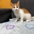 Güzeller güzeli yavrulara yuva fotoğraf