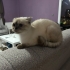 Geçici Yuvadaki Sahibi Vefat Eden Sevecen Uyumlu Scottish Fold Minnoş Dişi fotoğraf