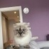 Geçici Yuvadaki Sahibi Vefat Eden Sevecen Uyumlu Scottish Fold Minnoş Dişi fotoğraf