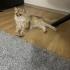 🐱 YUVASINI ARAYAN BRITISH LONGHAIR KEDİ 🐾 fotoğraf