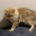 🐱 YUVASINI ARAYAN BRITISH LONGHAIR KEDİ 🐾 fotoğraf