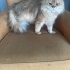 🐱 YUVASINI ARAYAN BRITISH LONGHAIR KEDİ 🐾 fotoğraf