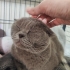 Scottish fold Mia yuva arıyor fotoğraf