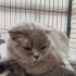 Scottish fold Mia yuva arıyor fotoğraf