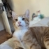Gözleri şehla çok sevimli acil yuva fotoğraf