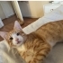 Gözleri şehla çok sevimli acil yuva fotoğraf